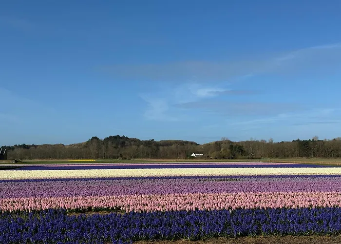 Appartement Aan Zee - 100m Egmond aan Zee